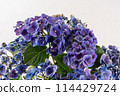 母親節白色背景紫色繡球花的特寫 114429724