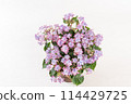 從上方看白色背景的粉紅色繡球花插花 114429725