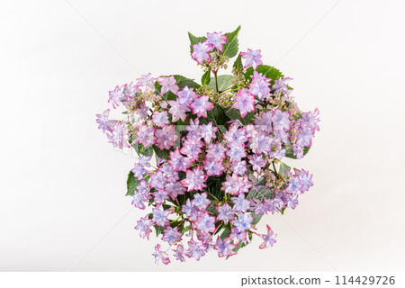 從上方看白色背景的紫色繡球花佈置 114429726