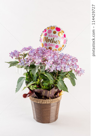 母親節白色背景的粉紅色繡球花插花 114429727