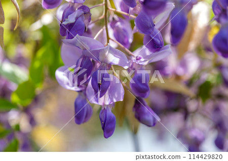 富士花瓣 114429820