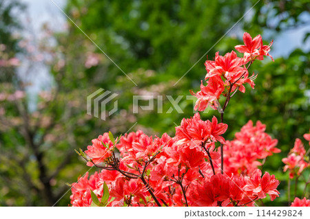 杜鵑花瓣 114429824