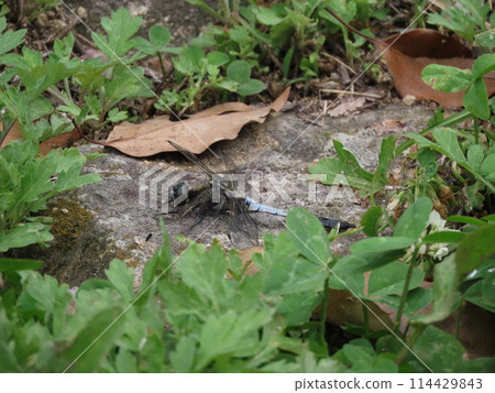 A Shioya dragonfly resting on the ground A Shioya dragonfly resting on the ground 114429843