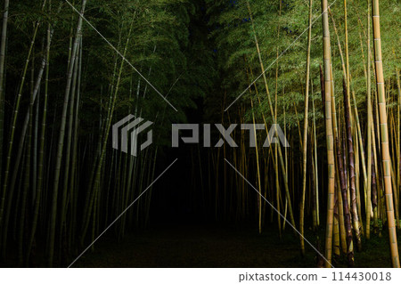 A path through a bamboo forest at night 114430018