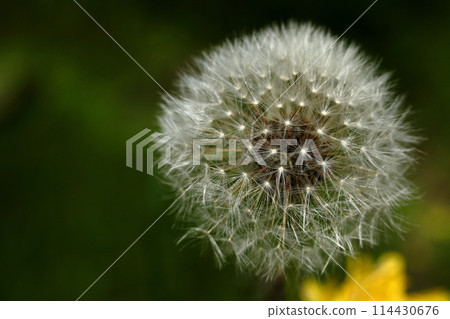 蒲公英絨毛 114430676