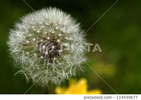 Dandelion fluff Dandelion fluff 114430677