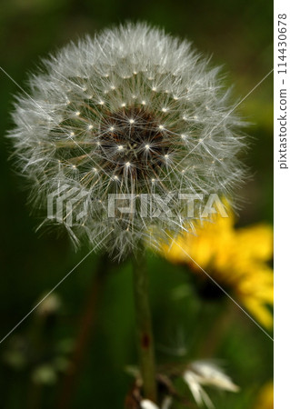 Dandelion fluff Dandelion fluff 114430678