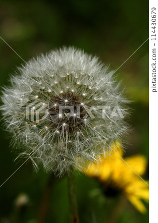 Dandelion fluff Dandelion fluff 114430679