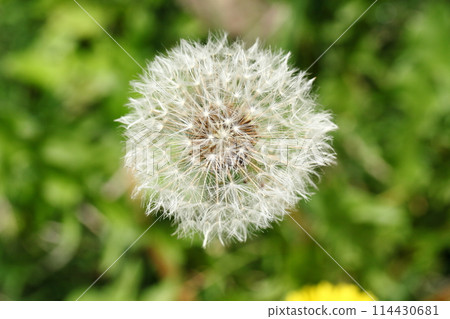 Dandelion fluff Dandelion fluff 114430681