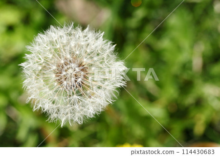 Dandelion fluff Dandelion fluff 114430683
