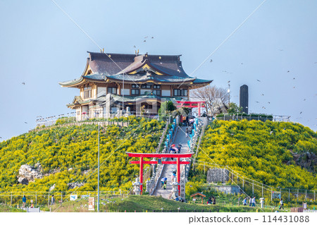 「青森縣」蕪島八戶市,油菜花盛開的春天,黑尾鷗的繁殖地 「青森縣」蕪島八戶市,油菜花盛開的春天,黑尾鷗的繁殖地 114431088