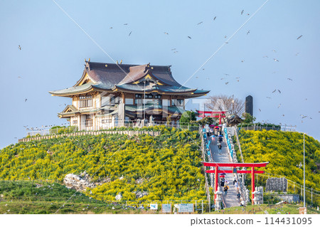 "Aomori Prefecture" Spring rape blossoms bloom in Kabushima, a breeding ground for black-tailed gulls, Hachinohe City 114431095