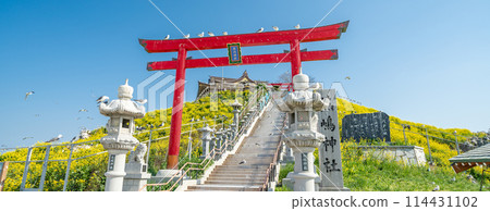 "Aomori Prefecture" Spring rape blossoms bloom in Kabushima, a breeding ground for black-tailed gulls, Hachinohe City 114431102