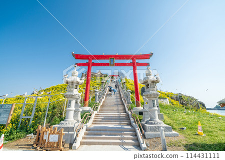 「青森縣」蕪島八戶市,油菜花盛開的春天,黑尾鷗的繁殖地 「青森縣」蕪島八戶市,油菜花盛開的春天,黑尾鷗的繁殖地 114431111