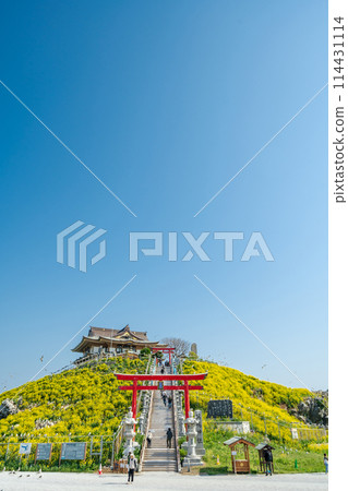"Aomori Prefecture" Spring rape blossoms bloom in Kabushima, a breeding ground for black-tailed gulls, Hachinohe City "Aomori Prefecture" Spring rape blossoms bloom in Kabushima, a breeding ground for black-tailed gulls, Hachinohe City 114431114