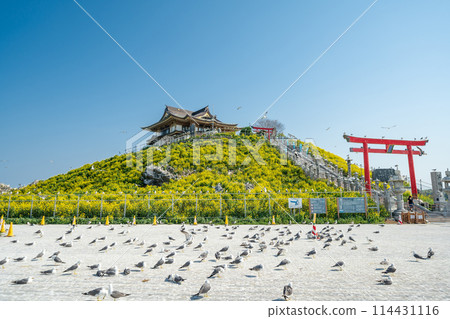 "Aomori Prefecture" Spring rape blossoms bloom in Kabushima, a breeding ground for black-tailed gulls, Hachinohe City 114431116