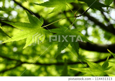 Maple leaves in the light of fresh greenery Maple leaves in the light of fresh greenery 114431313
