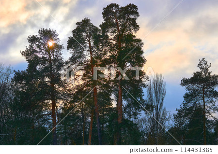 Twilight, silence. Copper pine trees, cloudy sky, setting sun Twilight, silence. Copper pine trees, cloudy sky, setting sun 114431385