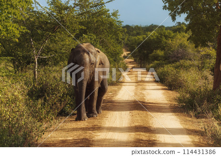 Elephant on the Road During Safari Tour 114431386