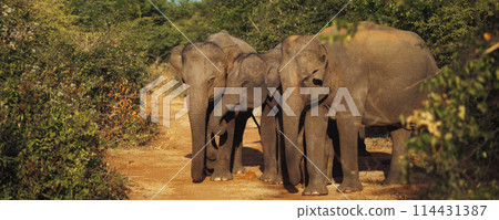 Family of Elephants on the Road During Safari Tour. Uda Walawe Sri Lanka Family of Elephants on the Road During Safari Tour. Uda Walawe Sri Lanka 114431387