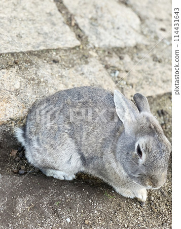 大久野島兔子特寫特寫 114431643