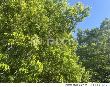 藍天白雲天樹 114431667