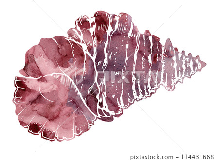 Watercolor and ink hand drawn marine life, sea ocean underwater creatures. fish, shells algae seaweed. Single object illustration, stylized, isolated on white. Zoo shop, aquarium, cosmetics, resort Watercolor and ink hand drawn marine life, sea ocean underwater creatures. fish, shells algae seaweed. Single object illustration, stylized, isolated on white. Zoo shop, aquarium, cosmetics, resort 114431668