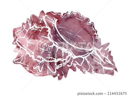 Watercolor and ink hand drawn marine life, sea ocean underwater creatures. fish, shells algae seaweed. Single object illustration, stylized, isolated on white. Zoo shop, aquarium, cosmetics, resort 114431675