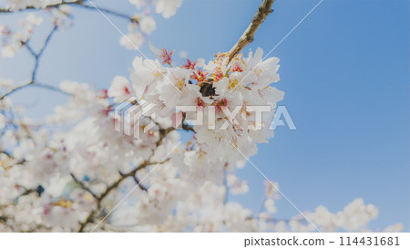 Cherry blossoms in full bloom at Gongendo Tsutsumi in spring Cherry blossoms in full bloom at Gongendo Tsutsumi in spring 114431681