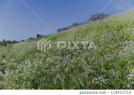 Wildflowers blooming along the Tama River swaying in the spring breeze 114431714