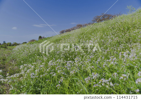 Wildflowers blooming along the Tama River swaying in the spring breeze Wildflowers blooming along the Tama River swaying in the spring breeze 114431715