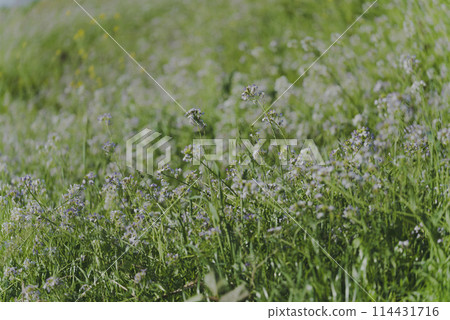 多摩川盛開的野花在春風中搖曳_野花 114431716
