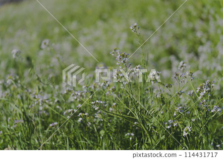 Wildflowers blooming along the Tama River swaying in the spring breeze Wildflowers blooming along the Tama River swaying in the spring breeze 114431717
