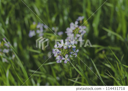 Wildflowers blooming along the Tama River swaying in the spring breeze 114431718