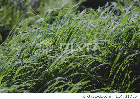 Wildflowers blooming along the Tama River swaying in the spring breeze 114431719