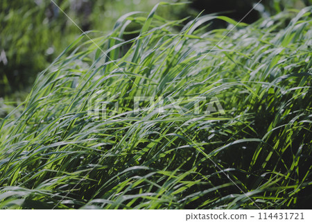 Wildflowers blooming along the Tama River swaying in the spring breeze Wildflowers blooming along the Tama River swaying in the spring breeze 114431721
