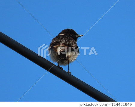 A young stonechat, a wild bird whose back is also cute 114431949