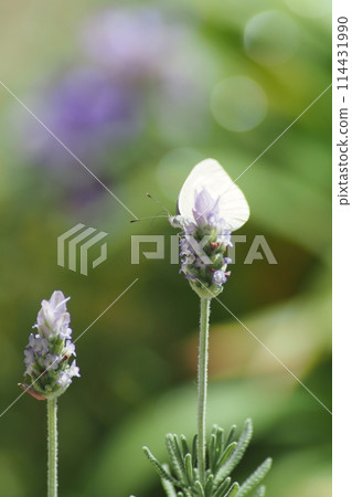 Lavender and cabbage white butterfly 114431990