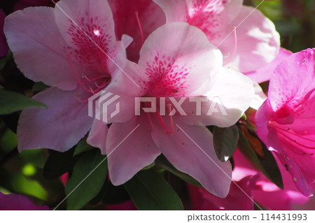 粉紅色的杜鵑花 粉紅色的杜鵑花 114431993