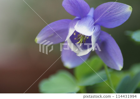 Columbine flower 114431994