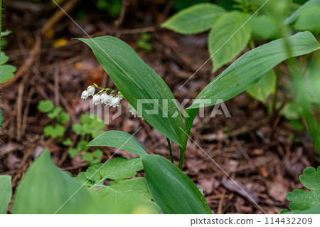Beautiful spring blooming lilies of the valley with drops of flowers dew 114432209