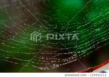 beautiful cobweb in the sun with dew drops beautiful cobweb in the sun with dew drops 114432211