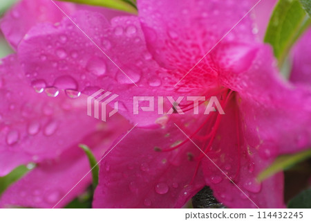 在雨中弄濕的杜鵑花特寫 在雨中弄濕的杜鵑花特寫 114432245