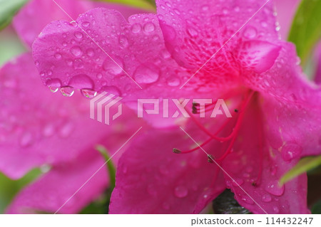 粉紅色的杜鵑花在雨中濕漉漉的 粉紅色的杜鵑花在雨中濕漉漉的 114432247