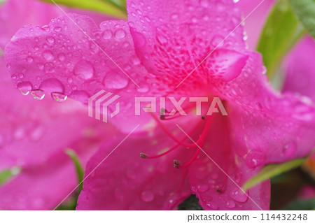 在雨中弄濕的杜鵑花特寫 在雨中弄濕的杜鵑花特寫 114432248