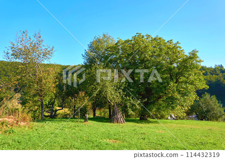 Rural landscape.Trees, green grass meadow, pasture Rural landscape.Trees, green grass meadow, pasture 114432319