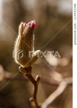 beautiful magnolia flowers with water droplets beautiful magnolia flowers with water droplets 114432396
