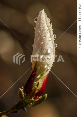 beautiful magnolia flowers with water droplets 114432398