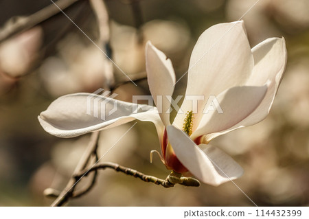 beautiful magnolia flowers with water droplets beautiful magnolia flowers with water droplets 114432399