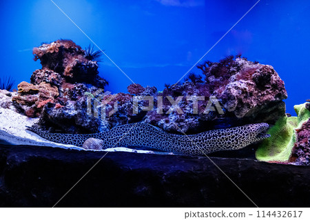 coral, fish, marine 114432617